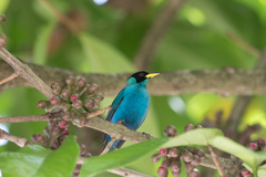 Chlorophanes spiza