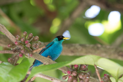 Chlorophanes spiza