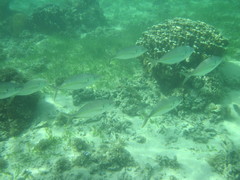 Pseudocaranx