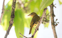Piranga rubra