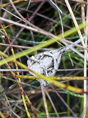 Dichromodes stilbiata