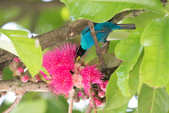 Chlorophanes spiza