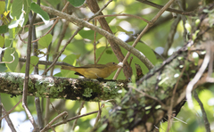 Piranga rubra