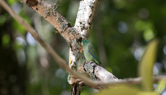 Forpus conspicillatus