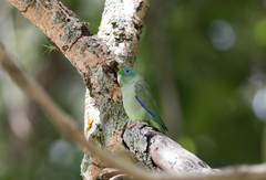 Forpus conspicillatus