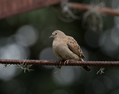 Columbina talpacoti