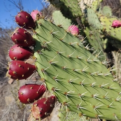 Opuntia
