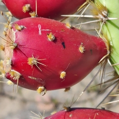 Opuntia
