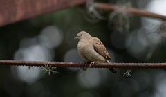 Columbina talpacoti
