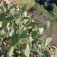 Opuntia