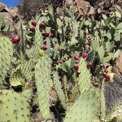 Opuntia