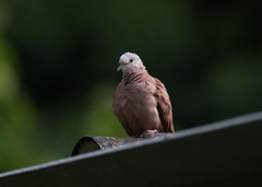 Columbina talpacoti