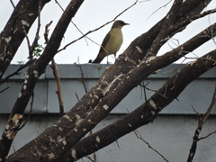 Turdus grayi
