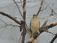 Turdus grayi