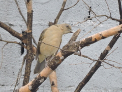 Turdus grayi