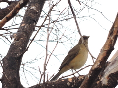 Turdus grayi