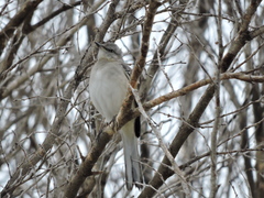 Mimus polyglottos