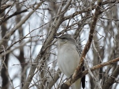 Mimus polyglottos