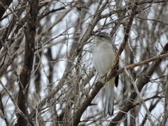 Mimus polyglottos