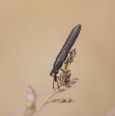 Rhinotia sparsa