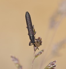 Rhinotia sparsa