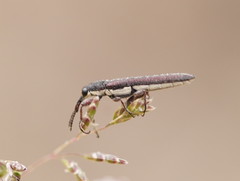 Rhinotia sparsa