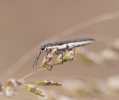 Rhinotia sparsa