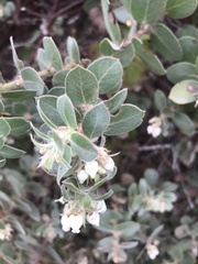 Arctostaphylos purissima purissima