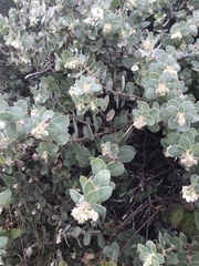 Arctostaphylos purissima purissima