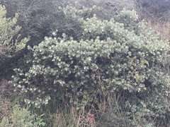Arctostaphylos purissima purissima