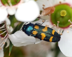 Castiarina bicolor