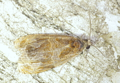 Olethreutes nitidana