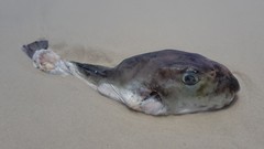 Lagocephalus inermis
