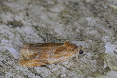 Olethreutes nitidana