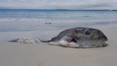 Lagocephalus inermis