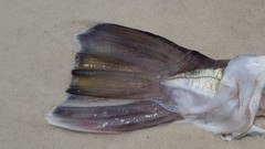 Lagocephalus inermis