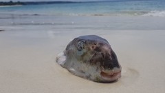 Lagocephalus inermis