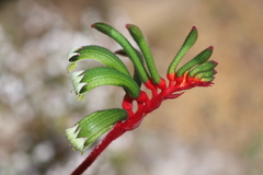 Anigozanthos manglesii manglesii