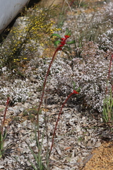 Anigozanthos manglesii manglesii