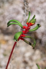 Anigozanthos manglesii manglesii