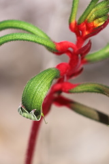 Anigozanthos manglesii manglesii
