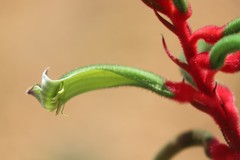 Anigozanthos manglesii manglesii