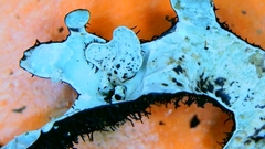 Nesolechia oxyspora