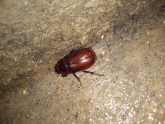 Coleoptera