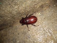 Coleoptera
