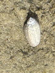 Oliva oliva
