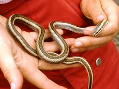 Pseudalsophis thomasi