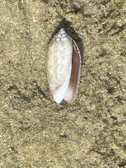 Oliva oliva
