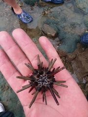 Eucidaris thouarsii