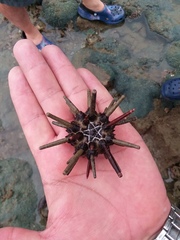Eucidaris thouarsii
